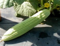 armeniancucumber